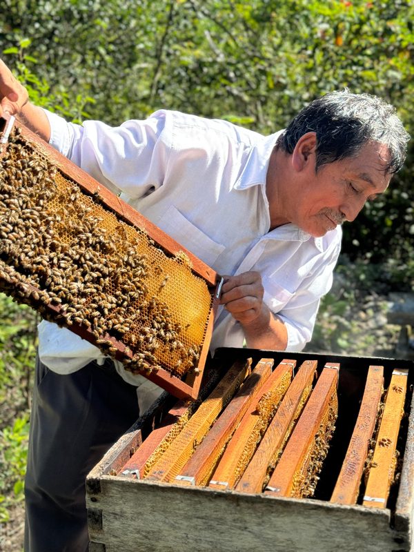 Mayan beekeeper inspecting honeycomb in the Yucatan jungle