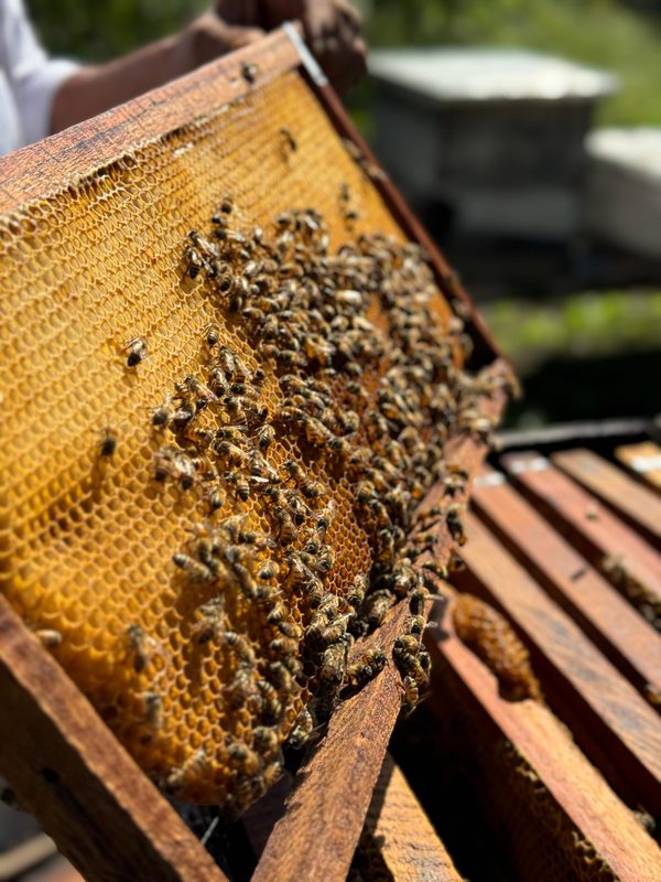 Bees on honeycomb frame in the Yucatan